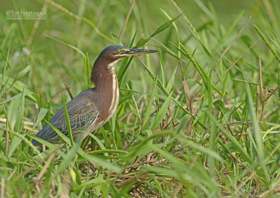 Groene Reiger - Green Heron - Butorides virescens