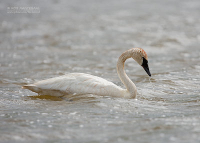 Trompetzwaan - Trumpeter swan - Cygnus buccinator