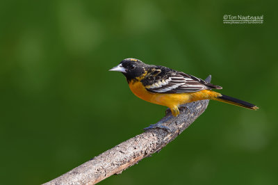 Baltimoretroepiaal - Baltimore Oriole - Icterus galbula