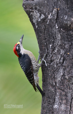 Zwartwangspecht - Black-cheeked Woodpecker - Melanerpes pucherani