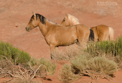 Mustang - mustang - Equus ferus caballus