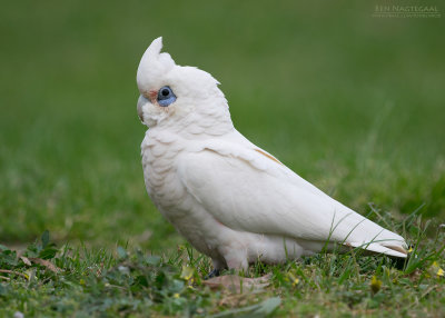 Naaktoogkaketoe - Little Corella - Cacatua sanguinea