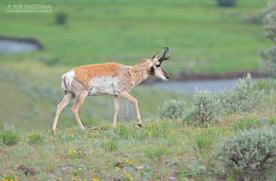 Gaffelbok - Pronghorn - Antilocapra americana