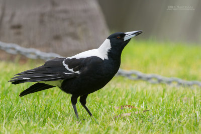 Zwartrugfluitvogel - Australian Magpie - Gymnorhina tibicen