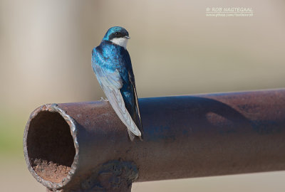 Boomzwaluw - Tree Swallow - Tachycineta bicolor