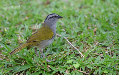 Panamagors - Black-striped Sparrow - Arremonops conirostris striaticeps