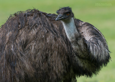 Emoe - Emu - Dromaius novaehollandiae