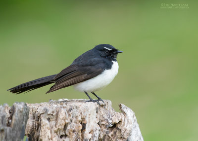 Tuinwaaierstaart - Willie Wagtail - Rhipidura leucophrys