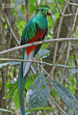 Quetzal  - Resplendent Quetzal - Pharomachrus mocinno