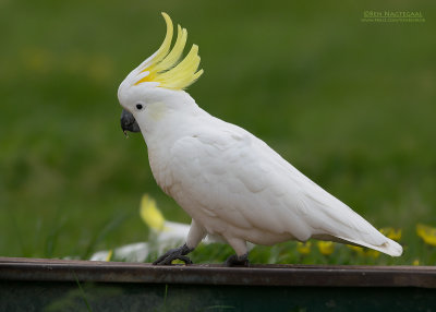 Grote Geelkuifkaketoe - Sulphur-crested Cockatoo - Cacatua galerita