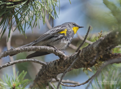 Audubons Zanger - Audubon's Warbler - Setophaga auduboni auduboni