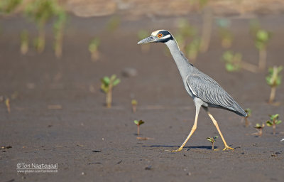 Geelkruinkwak - Yellow-crowned Night-Heron - Nyctanassa violacea 