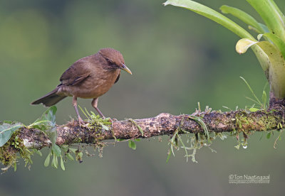 Grays lijster - Clay-colored Thrush - Turdus grayi 