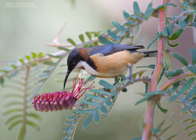 Zwarthalshoningvogel - Eastern Spinebill - Acanthorhynchus tenuirostris