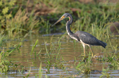 Witbuikreiger - Tricolored Heron - Egretta tricolor