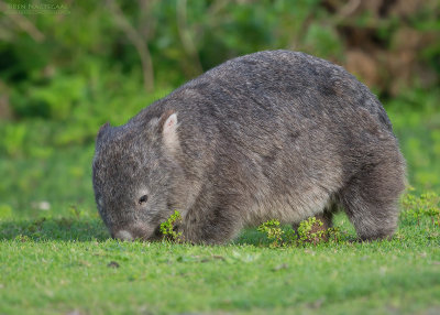 wombat - common wombat - Vombatus ursinus