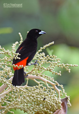 Roodrugtangare - Scarlet-rumped Tanager - Ramphocelus passerinii costaricensis