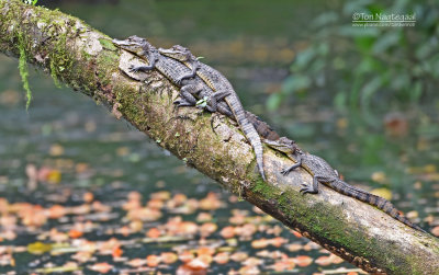 Brilkaaiman - Spectacled caiman - Caiman crocodilus