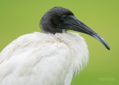 Australische Witte Ibis - Australian White Ibis - Threskiornis molucca