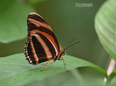 Banded Orange Heliconian - Dryadula phaetusa