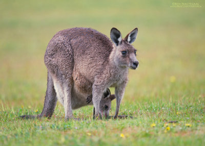 grijze reuzenkangoeroe - eastern grey kangaroo - Macropus giganteus