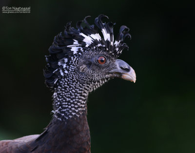 Bruine Hokko - Great Curassow - Crax rubra