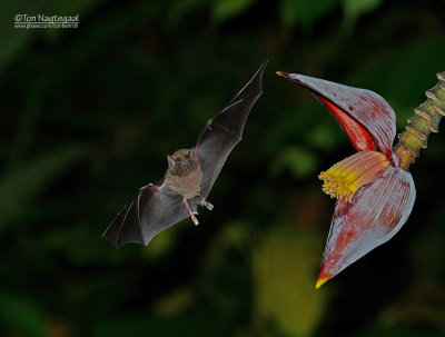 Langneusvleermuis - Common Long-tongued Bat - Choeronycteris mexicana