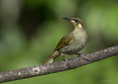 Torreshoningeter - Yellow-spotted Honeyeater - Meliphaga notata