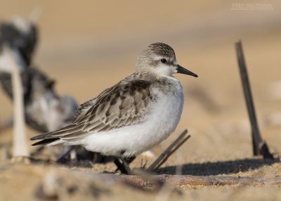 Roodkeelstrandloper - Red-necked Stint - Calidris ruficollis