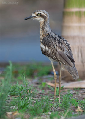 Australische Griel - Bush Stone-curlew - Burhinus grallarius