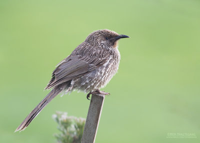 Kleine Lelhoningeter - Little Wattlebird - Anthochaera chrysoptera