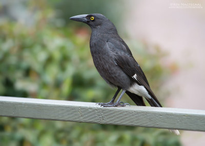 Bonte Klauwierkraai - Pied Currawong - Strepera graculina