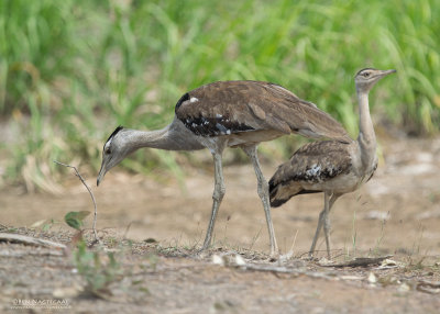 Australische Trap - Australian Bustard - Ardeotis australis