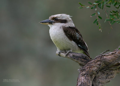 Kookaburra - Laughing Kookaburra - Dacelo novaeguineae