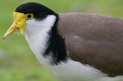 Maskerkievit - Masked Lapwing - Vanellus miles