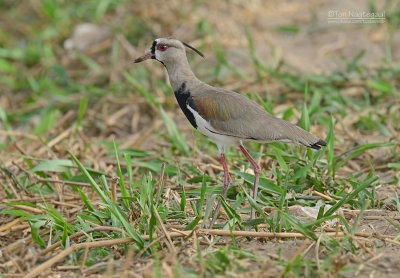 Chileense kievit - Southern Lapwing - Vanellus chilensis