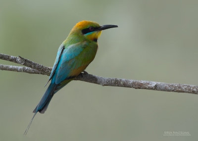 Regenboogbijeneter - Rainbow Bee-eater - Merops ornatus