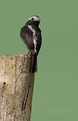 Langstaarttiran - Long-tailed Tyrant - Colinia colonust