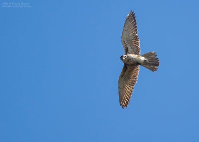 Grote Bruine Valk - Brown Falcon - Falco berigora