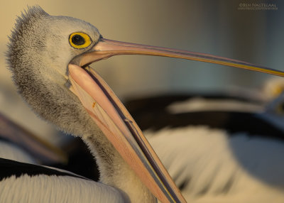 Australische Pelikaan - Australian Pelican - Pelecanus conspicillatus