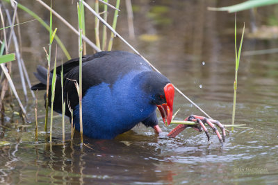 Australische Purperkoet - Australasian Swamphen - Porphyrio melanotus