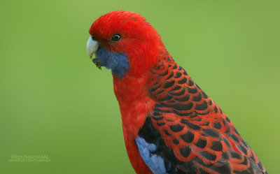 Pennantrosella - Crimson Rosella - Platycercus elegans