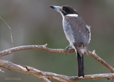 Grijsrugorgelvogel - Grey Butcherbird - Cracticus torquatus