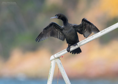 Zwarte Aalscholver - Little Black Cormorant - Phalacrocorax sulcirostris