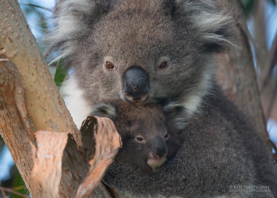 Koala - Koala - Phascolarctos cinereus