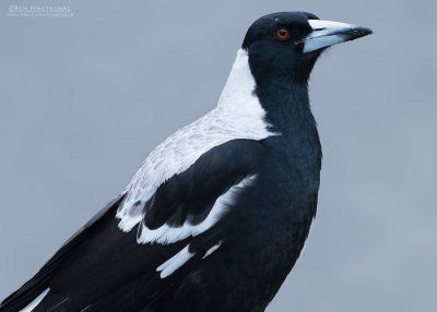 Zwartrugfluitvogel - Australian Magpie - Gymnorhina tibicen