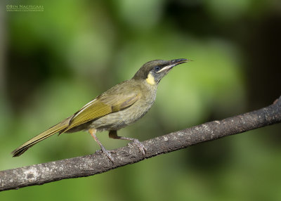 Geeloorhoningeter - Lewins Honeyeater - Meliphaga lewinii