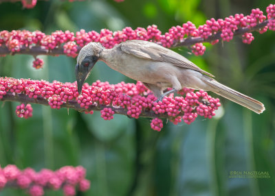 Timorese Helmlederkop - Helmeted Friarbird - Philemon buceroides