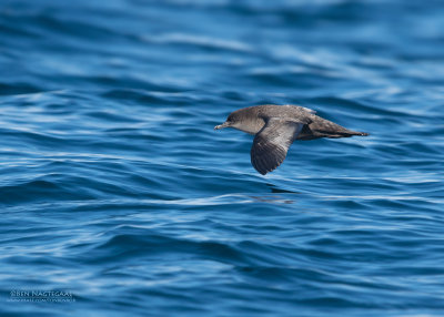 Dunbekpijlstormvogel - Short-tailed Shearwater - Ardenna tenuirostris