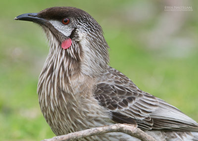 Roodlelhoningeter - Red Wattlebird - Anthochaera carunculata 